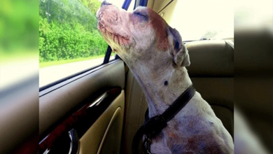 Photo of Girl Takes Her Dying Dog On One Last Car Ride, Dog’s Face Makes Family Tear Up