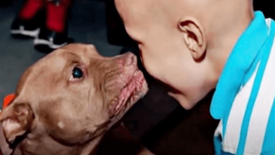 Photo of Pit Bull From Kill-Shelter Senses Boy Is Sick & Goes Straight For Him