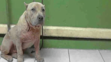 Photo of As Her Turn On The Kill-List Drew Closer, “Ugly” Dog Believed Her Time Was Up
