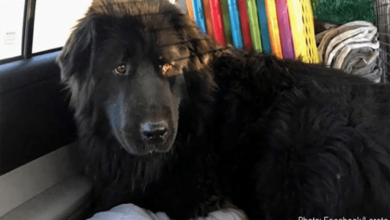 Photo of A Newfoundland Rescued Off The Streets Travels 1,000 Miles To Find Happiness