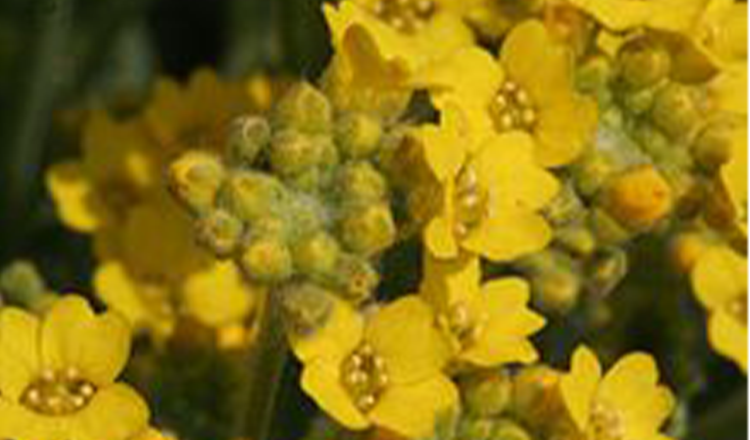 alyssum-lolitopia