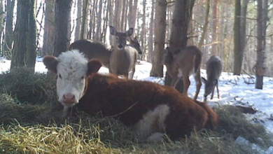 Photo of Baby Cow Escapes Slaughterhouse And Is Adopted By Family Of Wild Deer