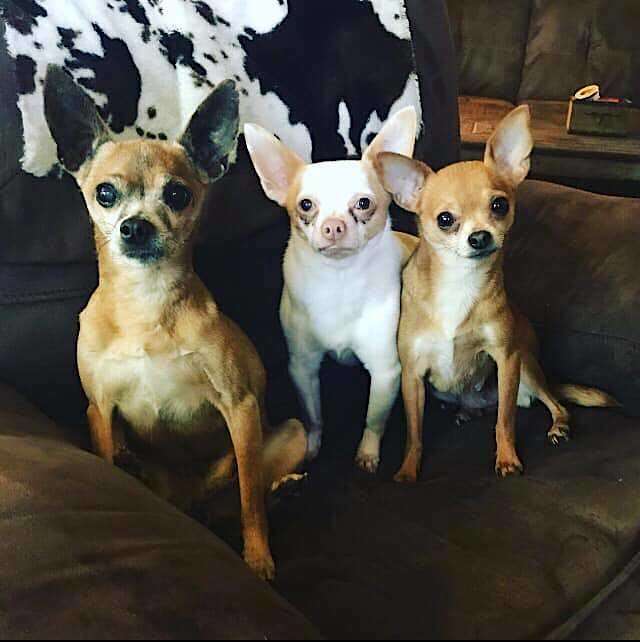 Scooter the Chihuahua and his bros