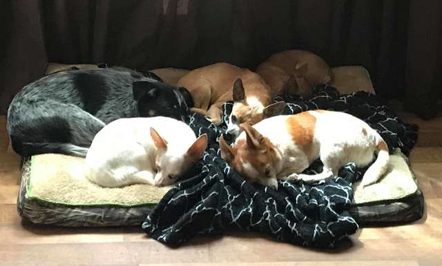 Puppy on the blanket with his friends