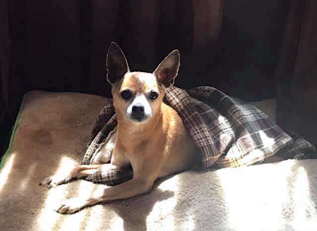 A cute puppy in the blankets