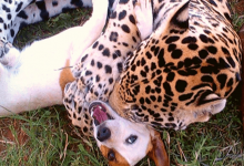 Photo of Rescue jaguar finds unlikely best friend in tiny dog named Bullet