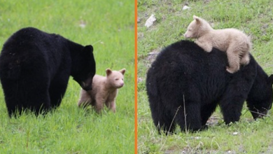 Photo of A Cream-Colored Bear Cub Spotted Playing With Its Black Bear Mother