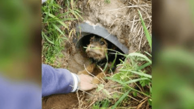 Photo of This Dog With Broken Legs Was Living Alone In A Ditch