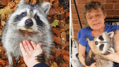 Photo of Raccoon Still Comes Back To Visit The Woman, Who Saved Him 3 Years Later