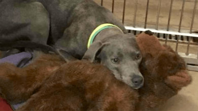 Photo of Loyal Dog Dumped At Shelter With Her Teddy Bear Finds A Dad Who’d Never Do That To Her