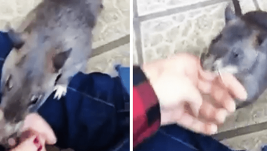Photo of Giant Mother Rat Drags Human By Her Hand To Show Off Her New Babies