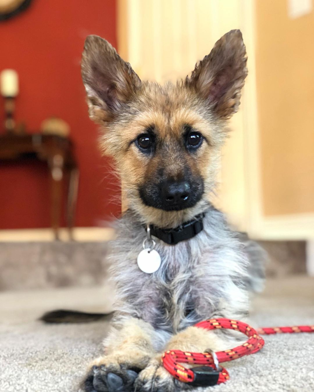 meet-ranger-the-2-year-old-german-shepherd-with-dwarfism-lolitopia