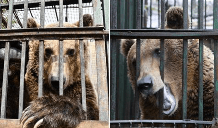 Photo of Unhappy Circus Bear Spent 30 Years in a Rusty Cage, Is Finally Rescued