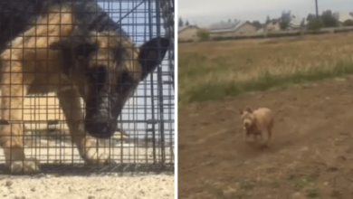 Photo of Starving German shepherd on brink of life rescued with help of brave Pitbull