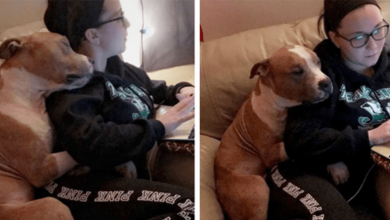 Photo of A Woman Adopted A Pit Bull, And Their First Photo Took Over The Internet