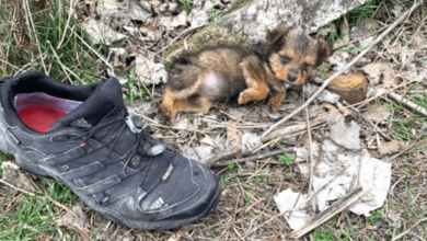 Photo of Puppy Thrown Out With Garbage Takes To An Old Shoe For Comfort