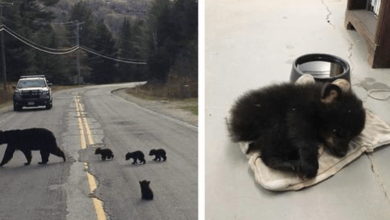 Photo of Police Officer Spots Sick Bear Cub Stuck On Road And Risks Life To Save Him