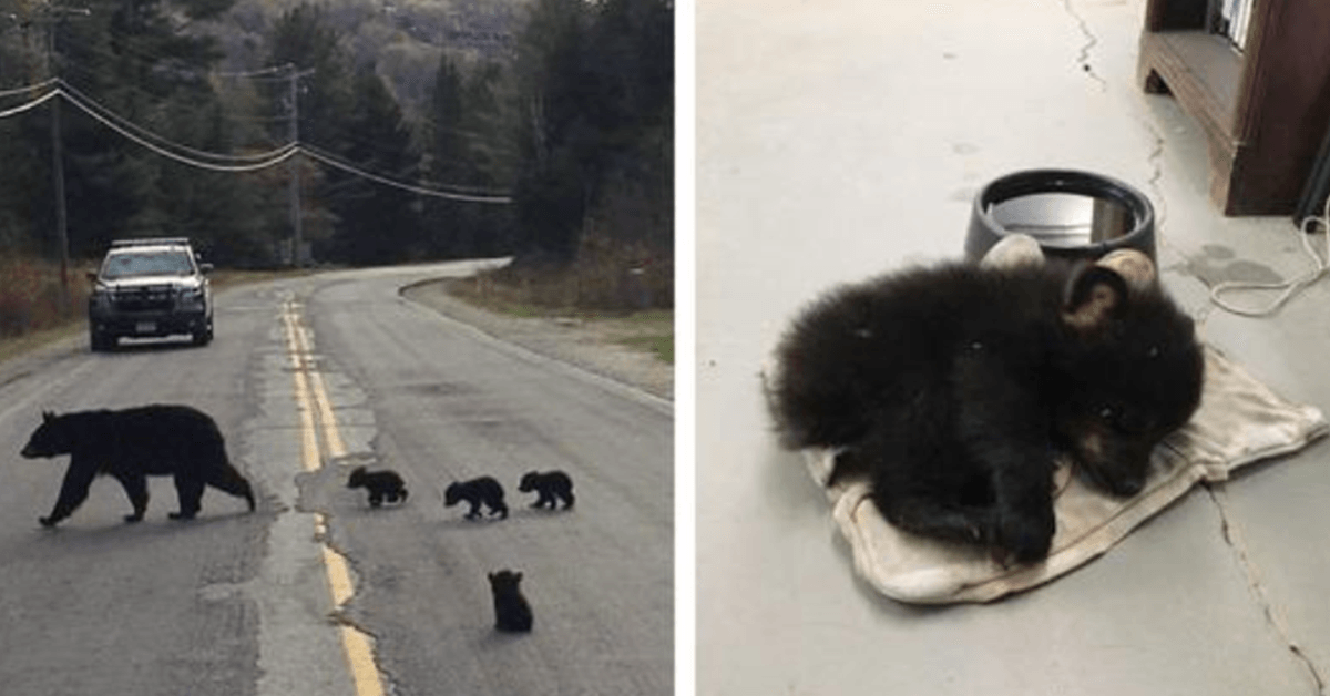 Police Officer Spots Sick Bear Cub Stuck On Road And Risks Life To Save Him