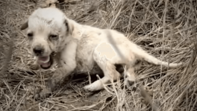 Photo of Tiny Puppy Abandoned In A Field All Alone Feels Love For The First Time