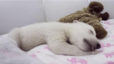 Photo of Abandoned Baby Polar Bear Sleeping With A Stuffed Animal Makes Cute Sounds