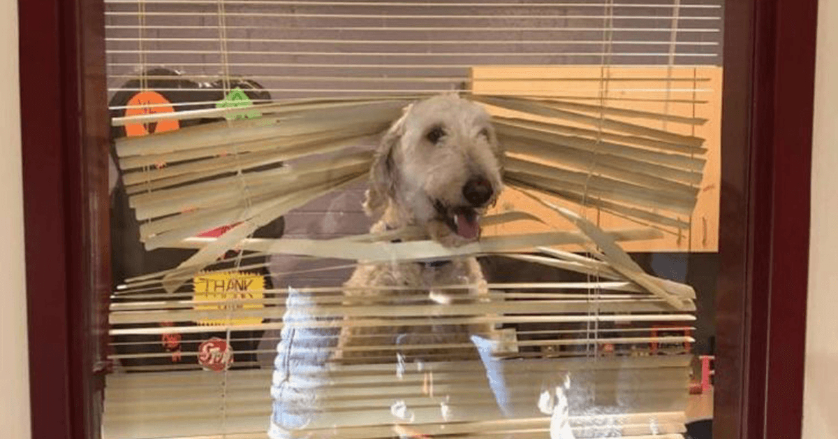 Labradoodle Follows Kids To School, Then Family Receives His Photo In Principal’s Office