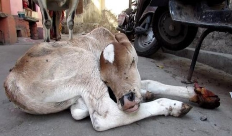 Photo of Mama Cow Refused to Leave Her Injured Baby’s Side