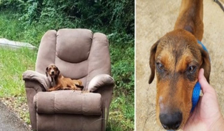 Photo of Starving Puppy Was Dumped On Road In Chair And Too Afraid To Leave It To Find Food