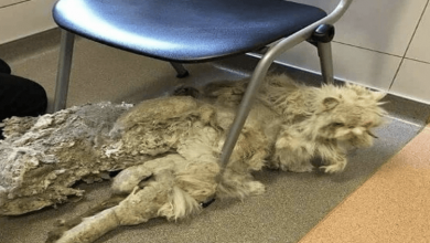 Photo of Neglected Cat Gets The Makeover After Being Freed From 5 Pounds Of Matted Fur