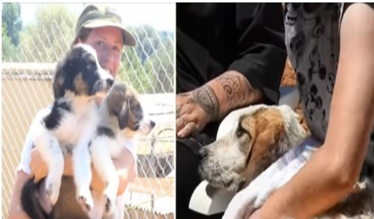 Photo of Kindhearted Woman Moves Into Shelter To Comfort Battered Dogs With Awful Pasts