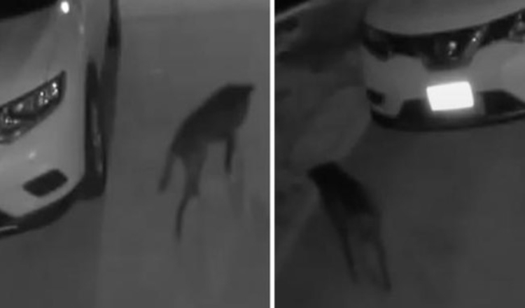 Photo of Woman Only Sees Stray Dog On Security Cam At Night, Had To Meet Him