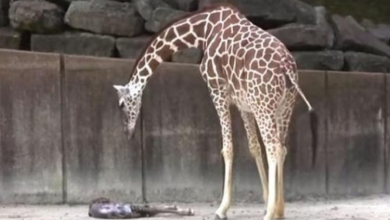 Photo of Mama Giraffe Watches For Any Signs Of Life In Her Exhausted Newborn Baby