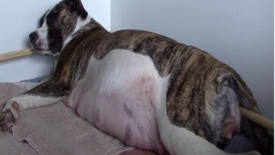 Photo of Pet Owner Knew His Dog Was Pregnant But Never Expected It To Be Extra Special