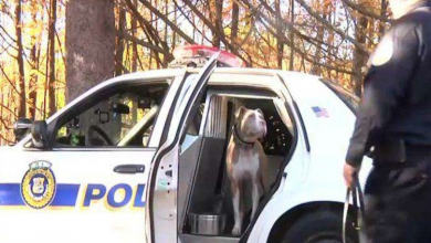 Photo of New York’s First Pit Bull Police Dog Is Breaking Down Stereotypes For Her Breed