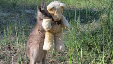 Photo of Orphaned Baby Kangaroo Just Wants To Hug His Teddy Bear