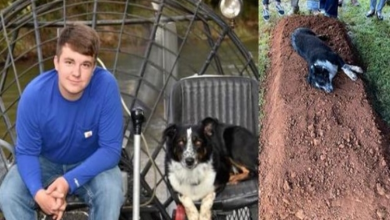 Photo of Grieving dog laid by the graveside of his 22-year-old owner who was killed