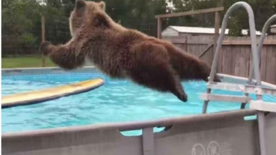 Photo of Grizzly Bear Belly Flops Right Into Pool Then Turns Around And Gives Camera Huge Smile