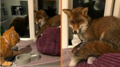 Photo of Woman Finds A Wild Fox Sleeping On Her Cats Bed And It Refuses To Leave