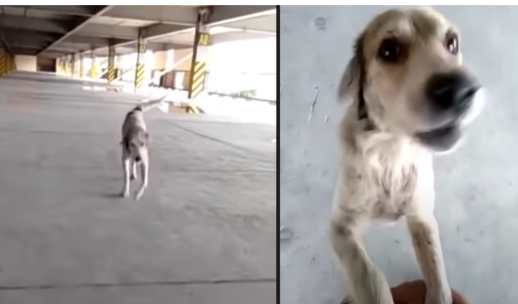 Photo of Lost Dog Cries Upon Seeing Father Again After 3 Long Months Apart