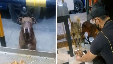 Photo of Restaurant Owner Prepares A Free Meal For Every Stray Dog Who Visits