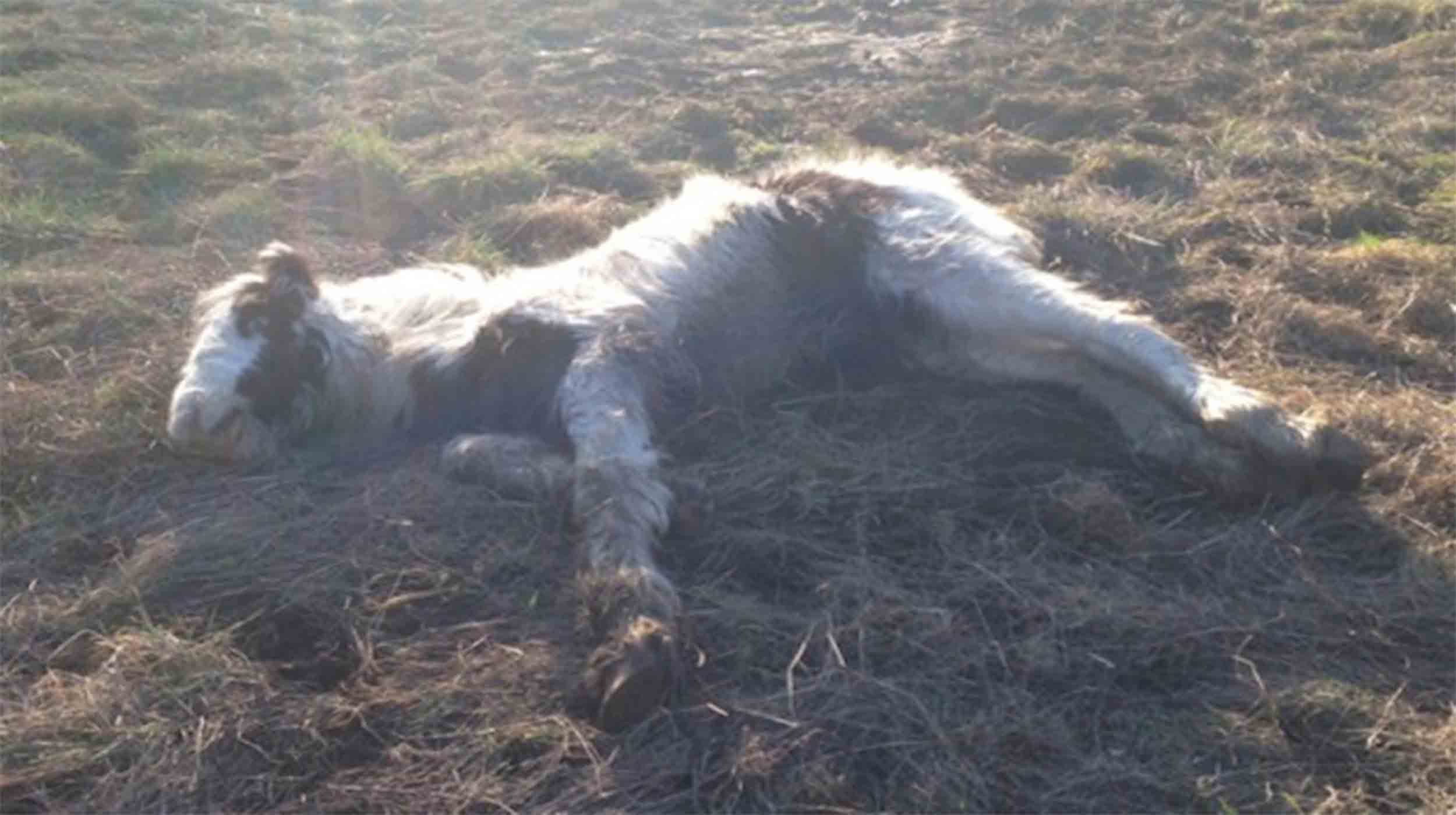 Dying Foal Goes From Being Unloved To Champion