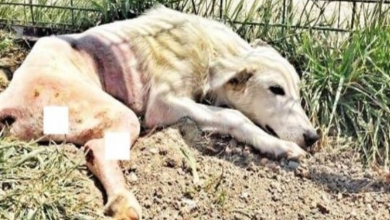 Photo of ‘Broken’ Dog Thrown Away Like Trash Bravely Takes His First Steps