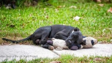 Photo of This Stray Dog Is Sleeping With A Stuffed Animal And Nobody Cares