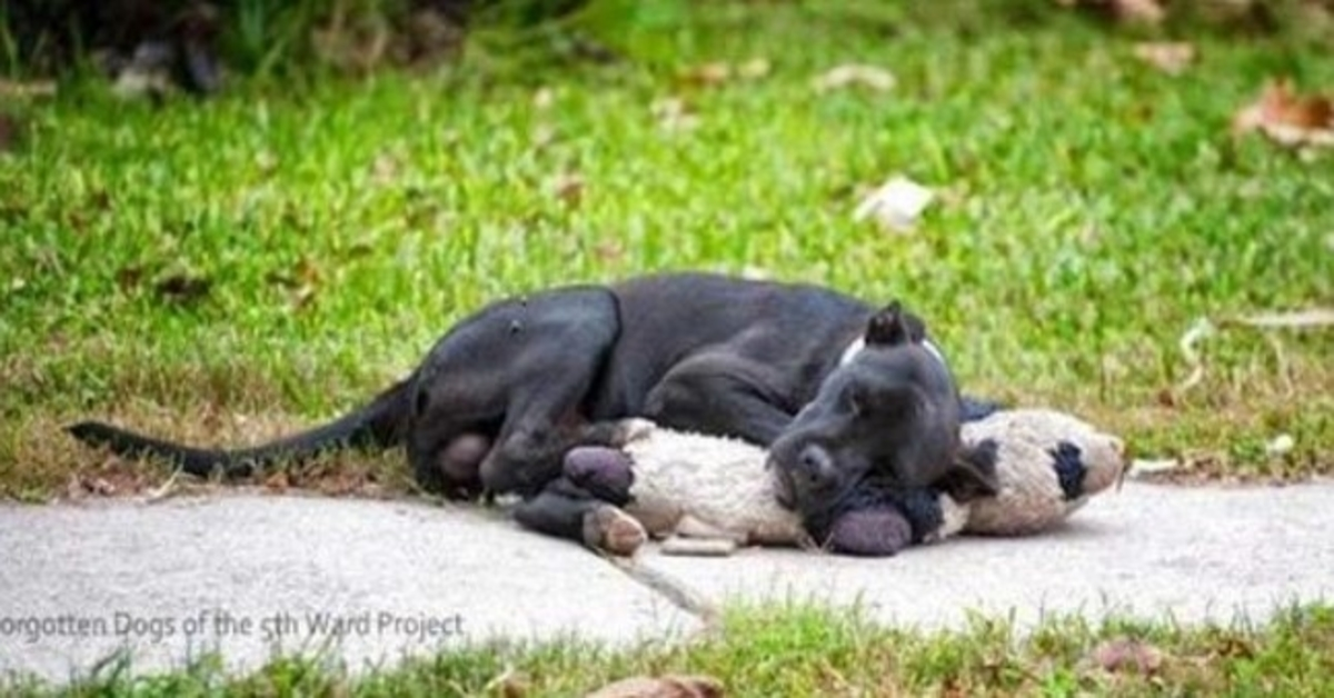 This Stray Dog Is Sleeping With A Stuffed Animal And Nobody Cares