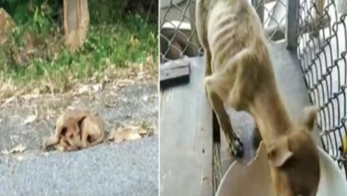 Photo of Roadside Stray Picked Up By Angel, Eyes Grow Wide As He Sees First Meal