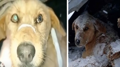 Photo of Dog Who Was Shot Sat Shivering All Alone In The Cold Snow
