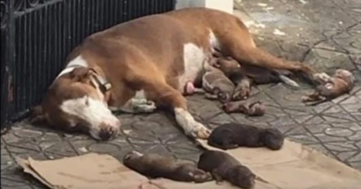 Starving Mama Dog And Her Malnourished Newborns Saved Just In Time