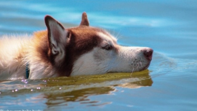 Photo of Man Saves Husky Drowning In Neighbor’s Pool