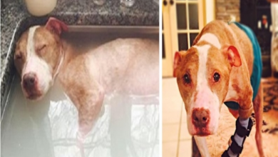 Photo of Horribly Abused Dog Deserves Every Second Of His Healing Bath