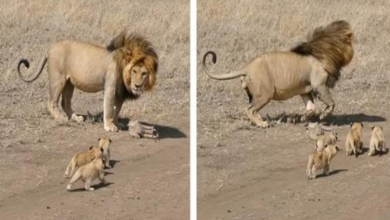 Photo of Lion dad tries to ditch his tiny cubs in heartwarming footage