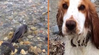 Photo of Dog Finds Stranded Baby Dolphin And Saves Its Life